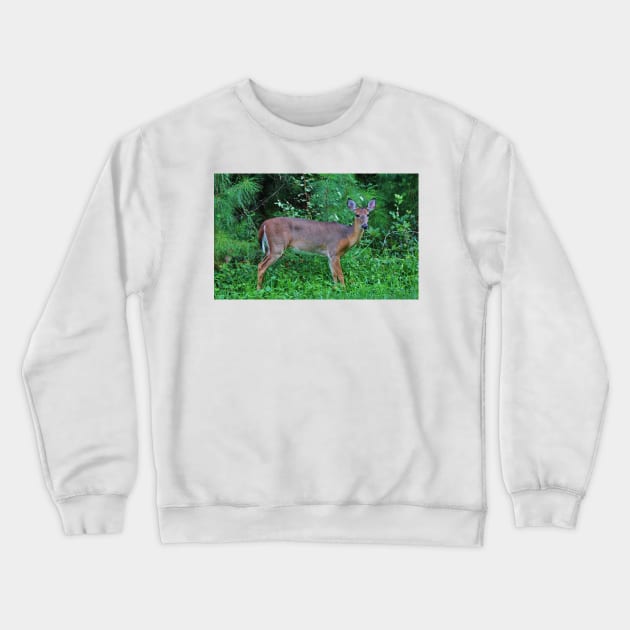 Deer By The Road Crewneck Sweatshirt by Cynthia48